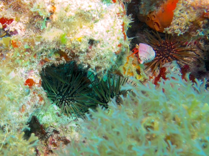 Reef Urchins with Red Reef Hermit Crab IMG_3165.jpg